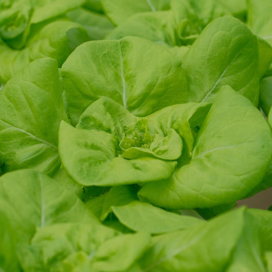 Butterhead Lettuce Hydroponics