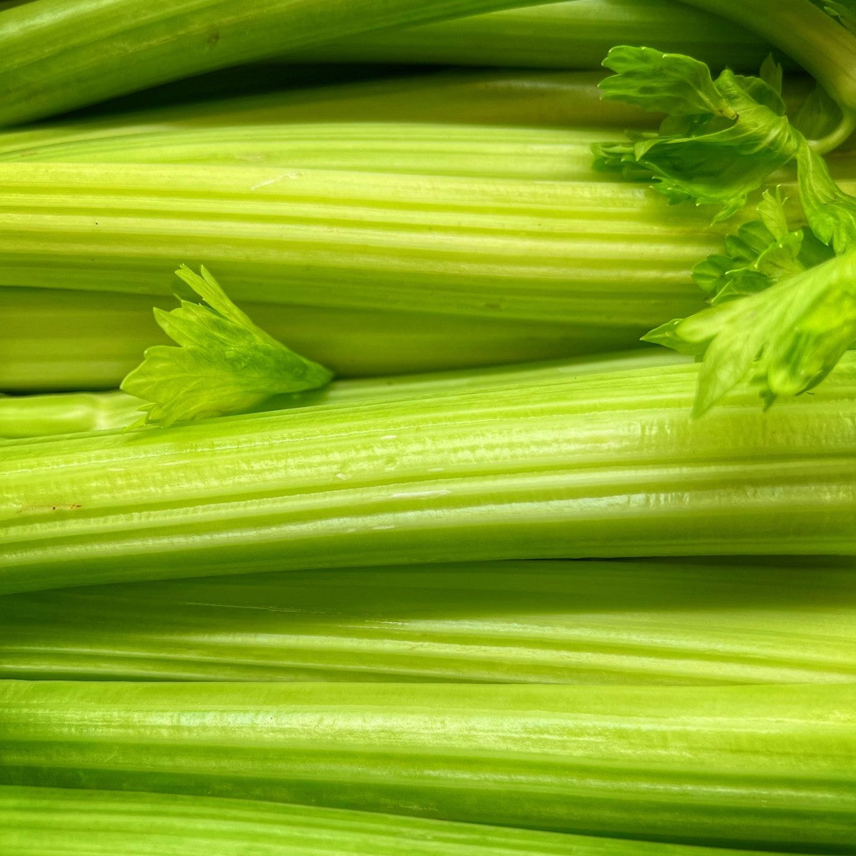 Celery Hydroponics