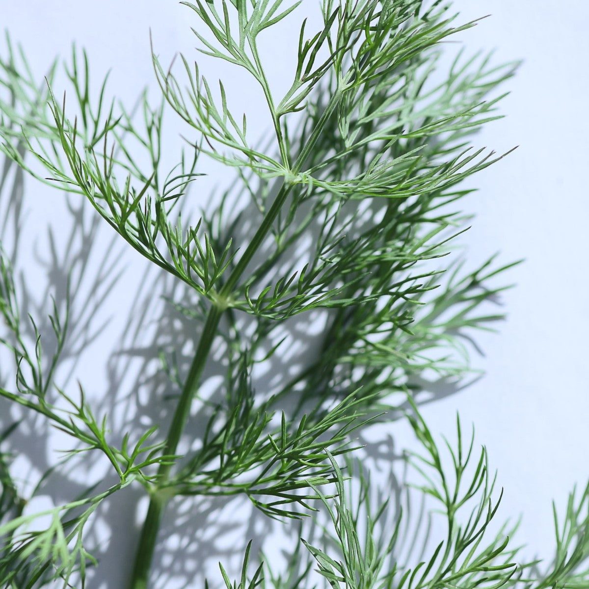 Dill