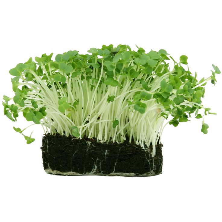 Mustard Microgreens