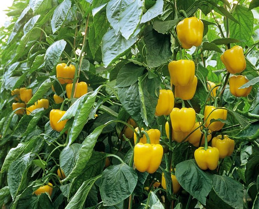 Yellow Capsicum
