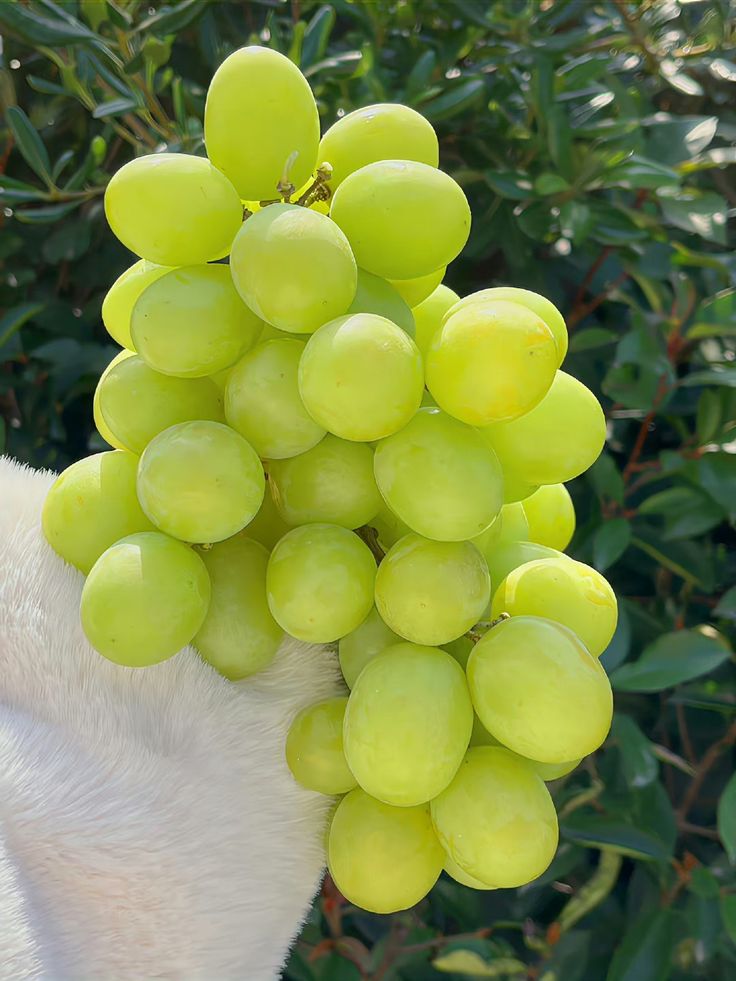 MUSCAT GRAPES