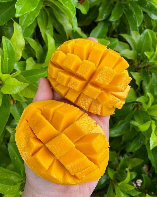 RATHNAGIRI ALPHONSO MANGO