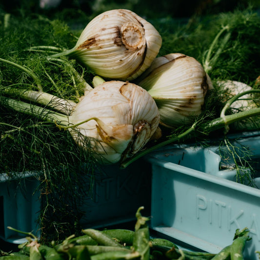 Fennel
