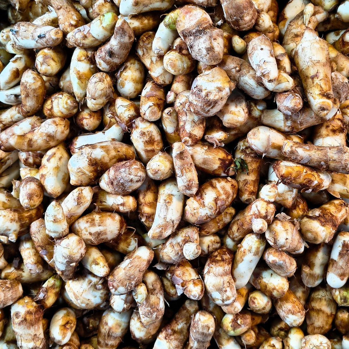 Galangal