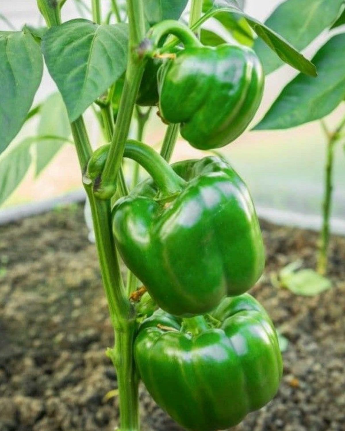 Green capsicum growing on the plant