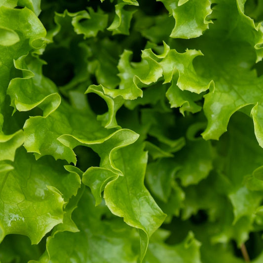 Green Lettuce Hydroponics
