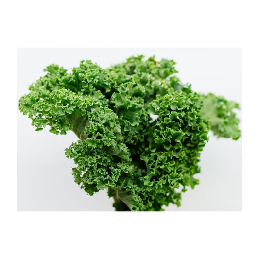 Kale Hydroponics