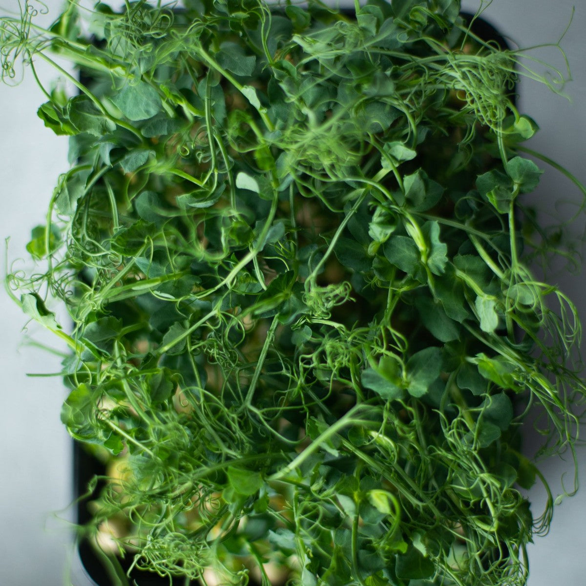 Mixed Microgreens
