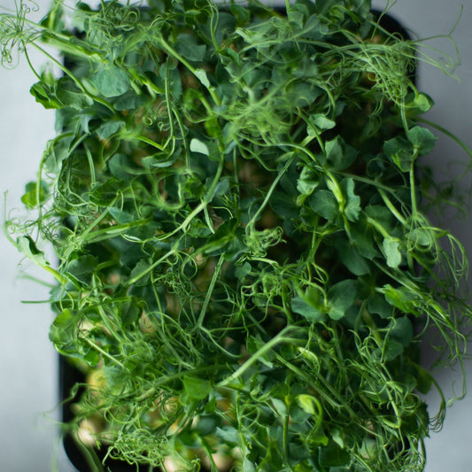 Mixed Microgreens