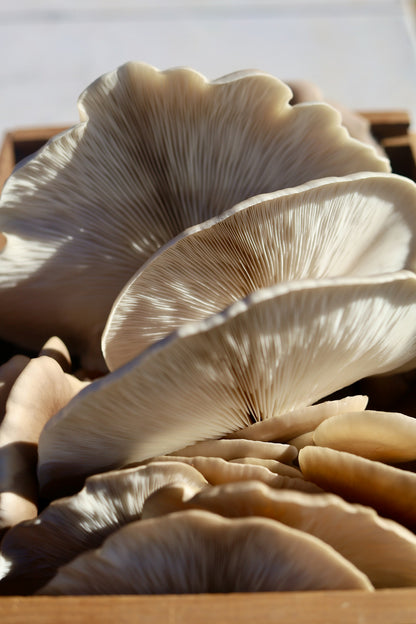 Oyster mushrooms