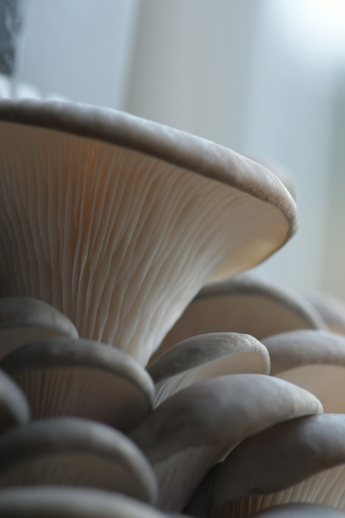 Elm oyster mushrooms