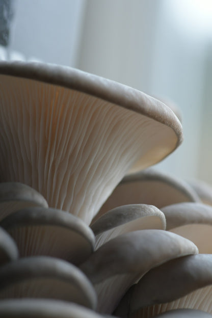 Elm oyster mushrooms