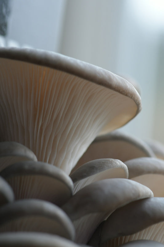 Elm oyster mushrooms