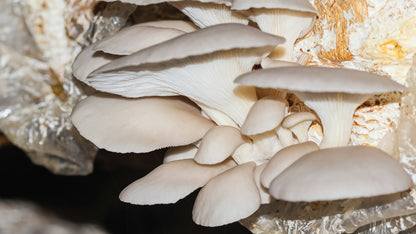 Oyster mushroom clusters