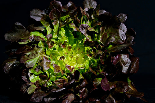 Red Lettuce Hydroponics