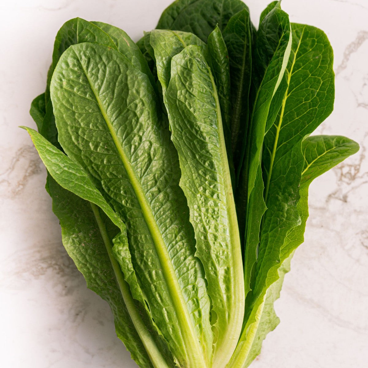 Romaine Lettuce Hydroponics