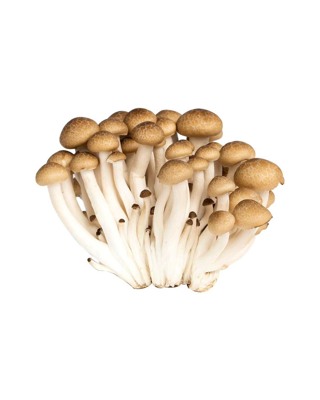 Shimeji Mushroom