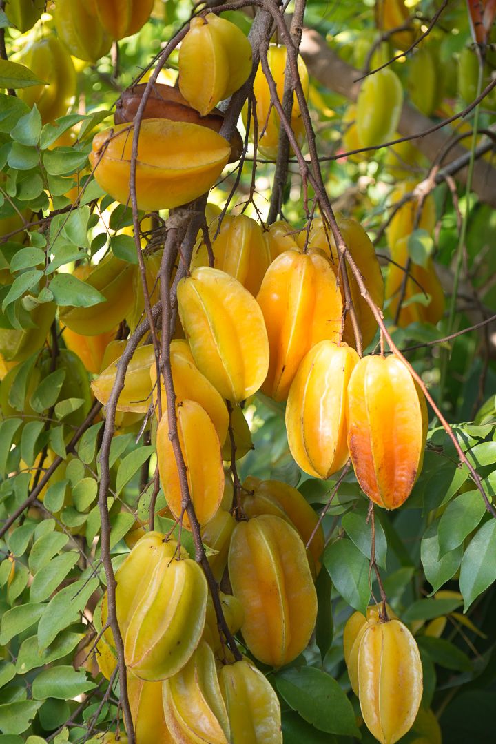 CARAMBOLA (STAR FRUIT)
