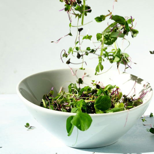 Fresh microgreens in a white bowl