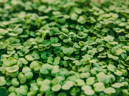 White Radish Microgreens
