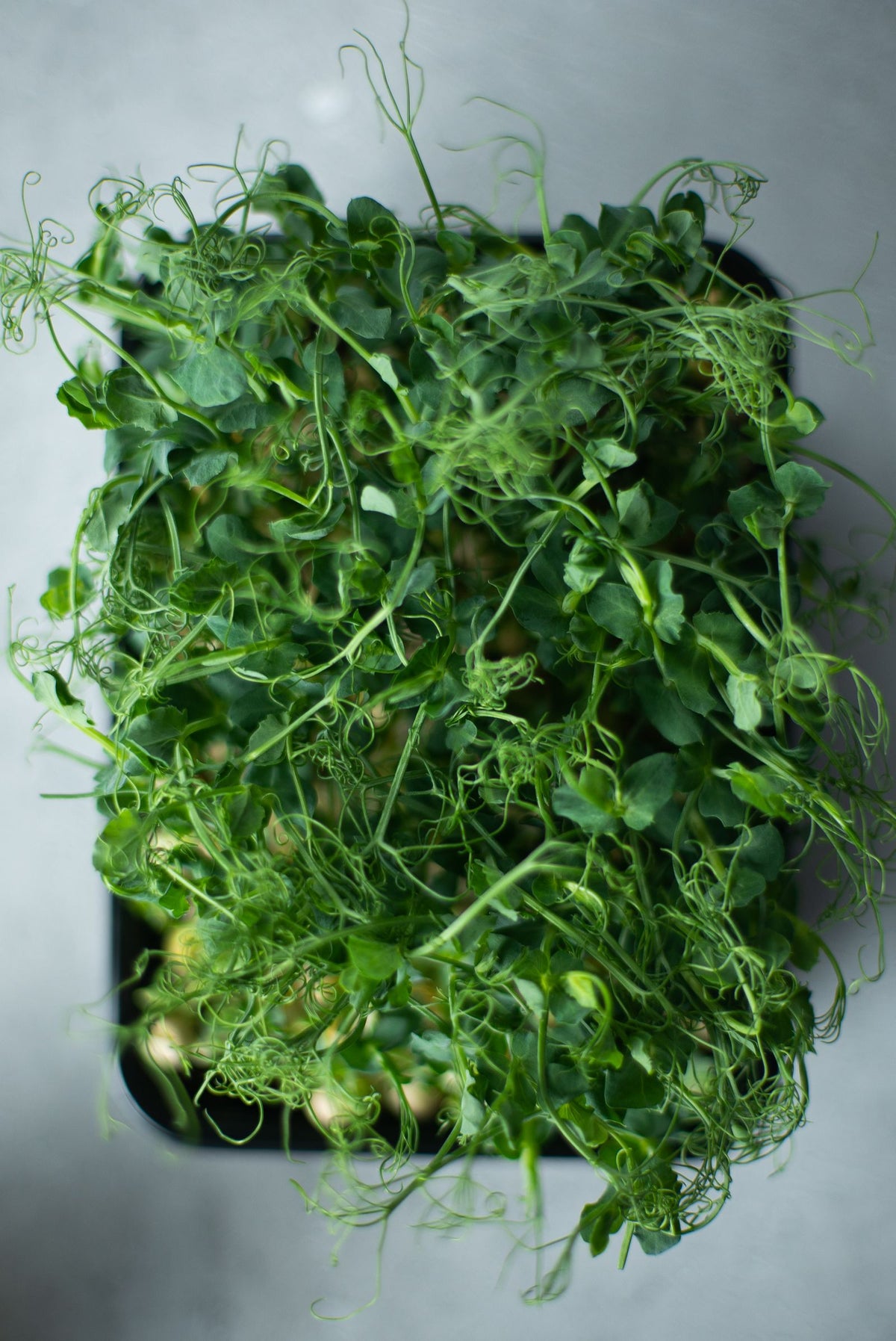 White Radish Microgreens