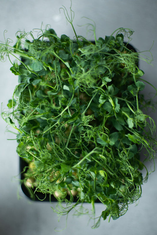 White Radish Microgreens