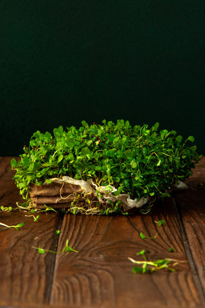White Radish Microgreens
