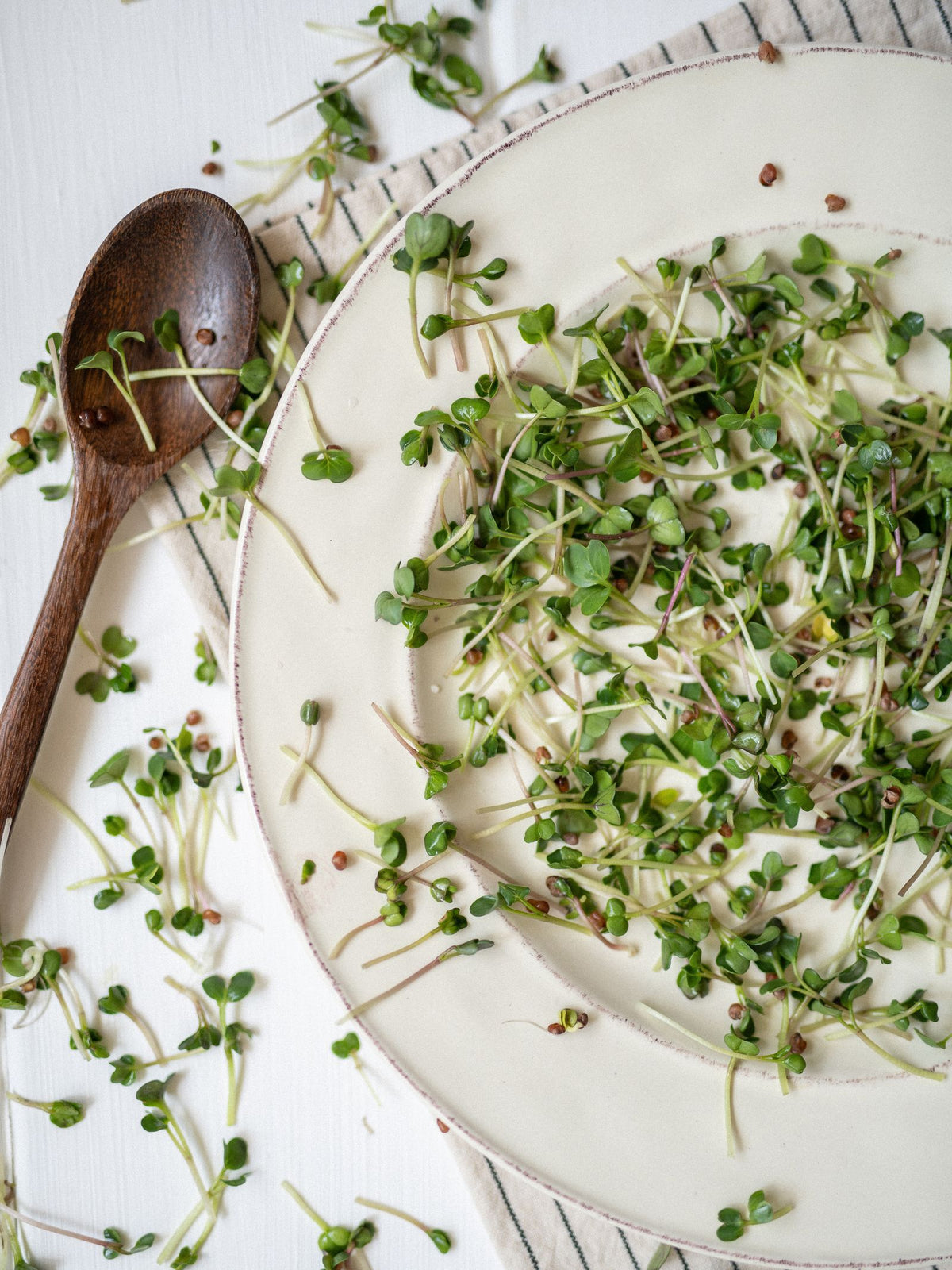 White Radish Microgreens