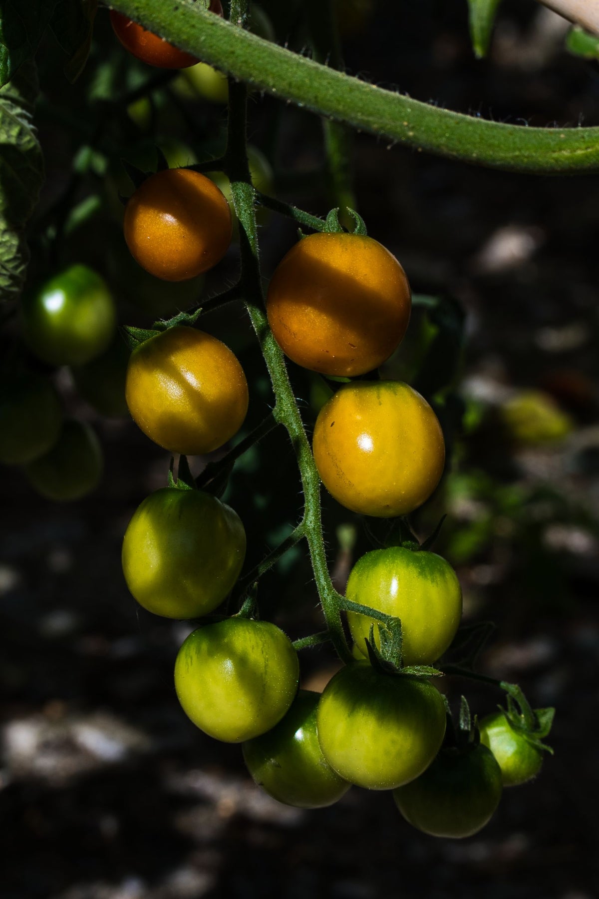 Yellow Cherry Tomato
